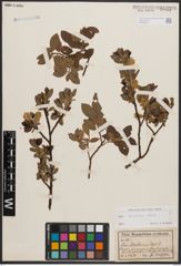 Salix bicolor Ehrh. ex Willd.